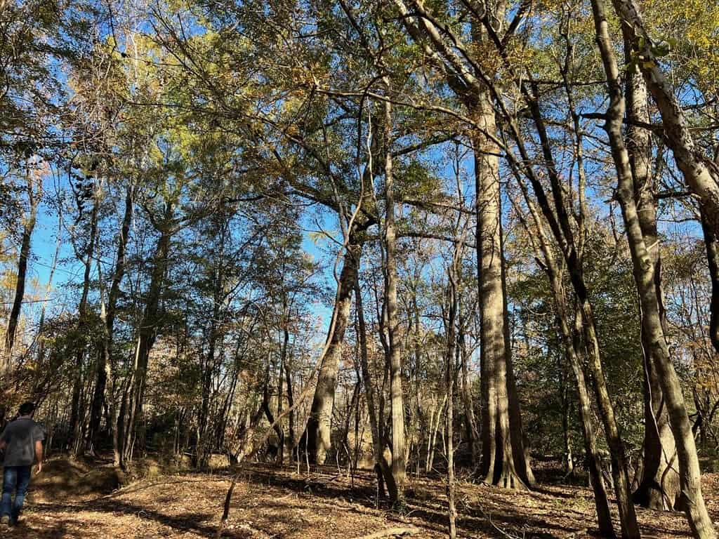 Hunting Land and Camp for Sale on the Pearl River