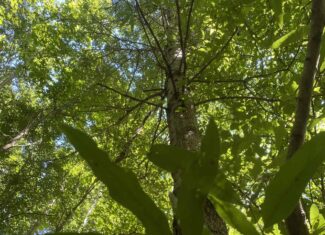 LAND FOR SALE IN TN, 107 ACRES, HUNTING, WETLAND, CRP INCOME