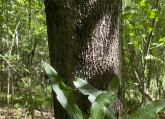 LAND FOR SALE IN TN, 107 ACRES, HUNTING, WETLAND, CRP INCOME