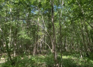 LAND FOR SALE IN TN, 107 ACRES, HUNTING, WETLAND, CRP INCOME