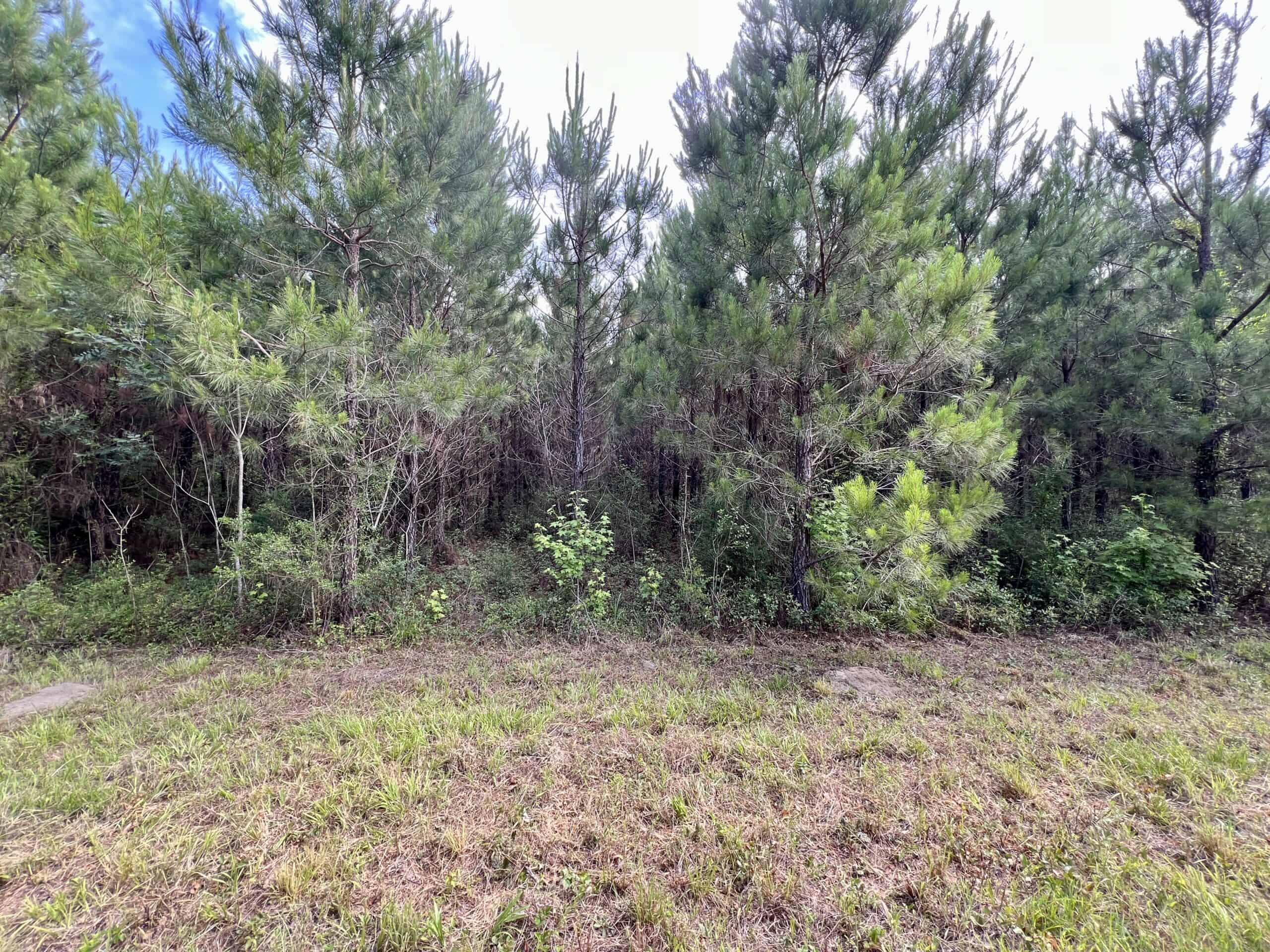 North Florida Hunting Land for Sale