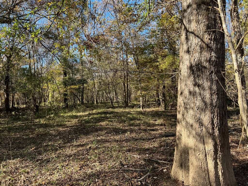 Hunting Land and Camp for Sale on the Pearl River