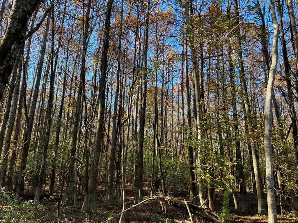 Hunting Land and Camp for Sale on the Pearl River