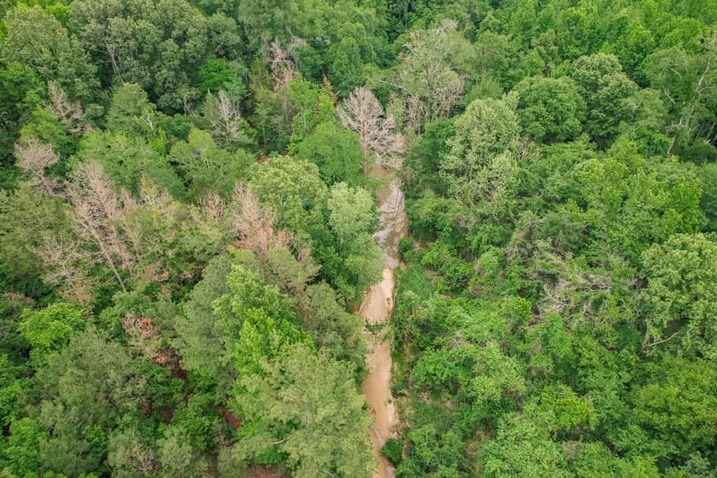 Turn Key Small Hunting Tract in Hinds County