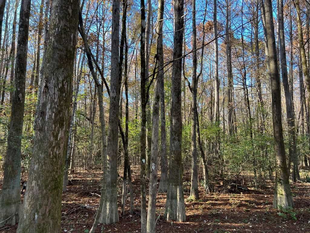 Hunting Land and Camp for Sale on the Pearl River
