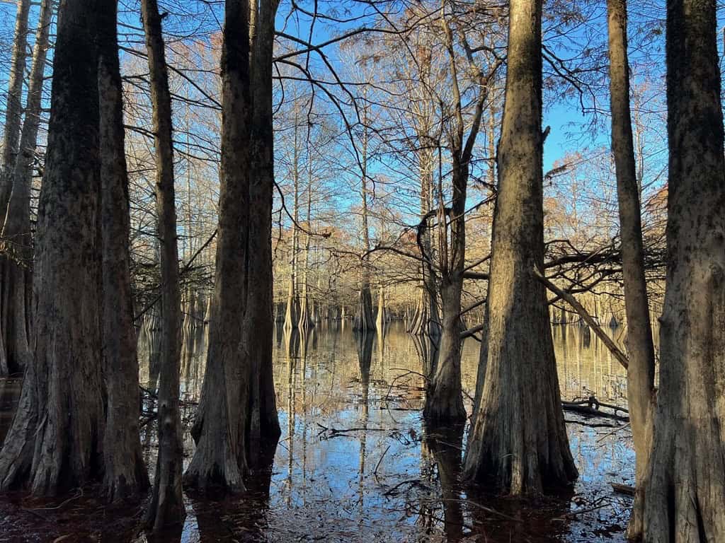 Hunting Land and Camp for Sale on the Pearl River