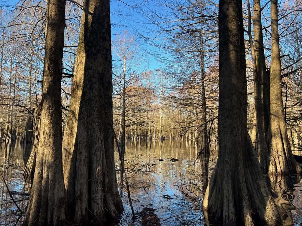 Hunting Land and Camp for Sale on the Pearl River