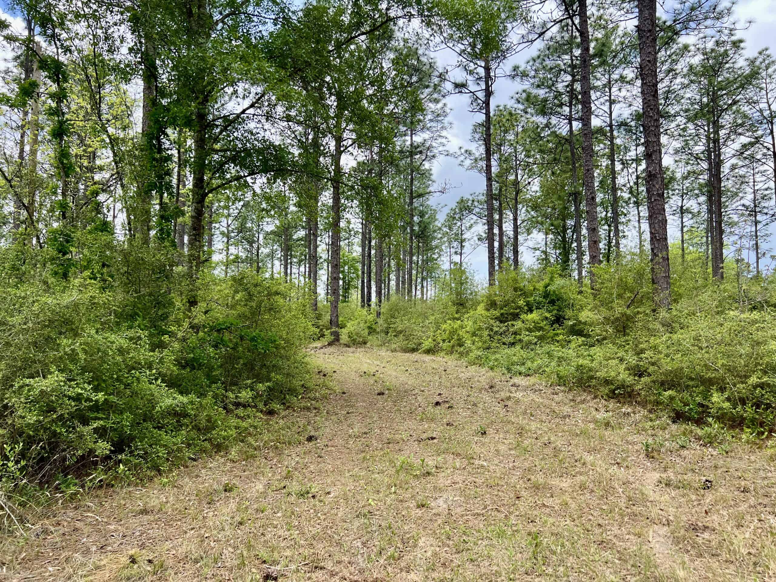 300ac North Florida Farm – Hunting Land & Home for Sale