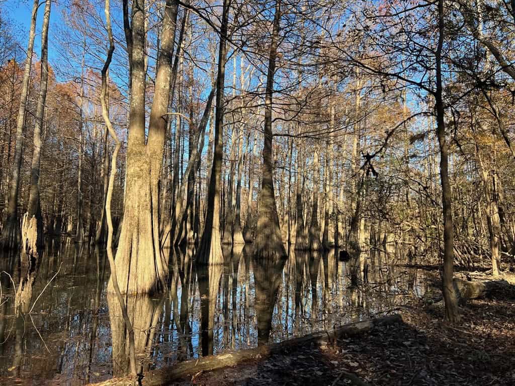 Hunting Land and Camp for Sale on the Pearl River