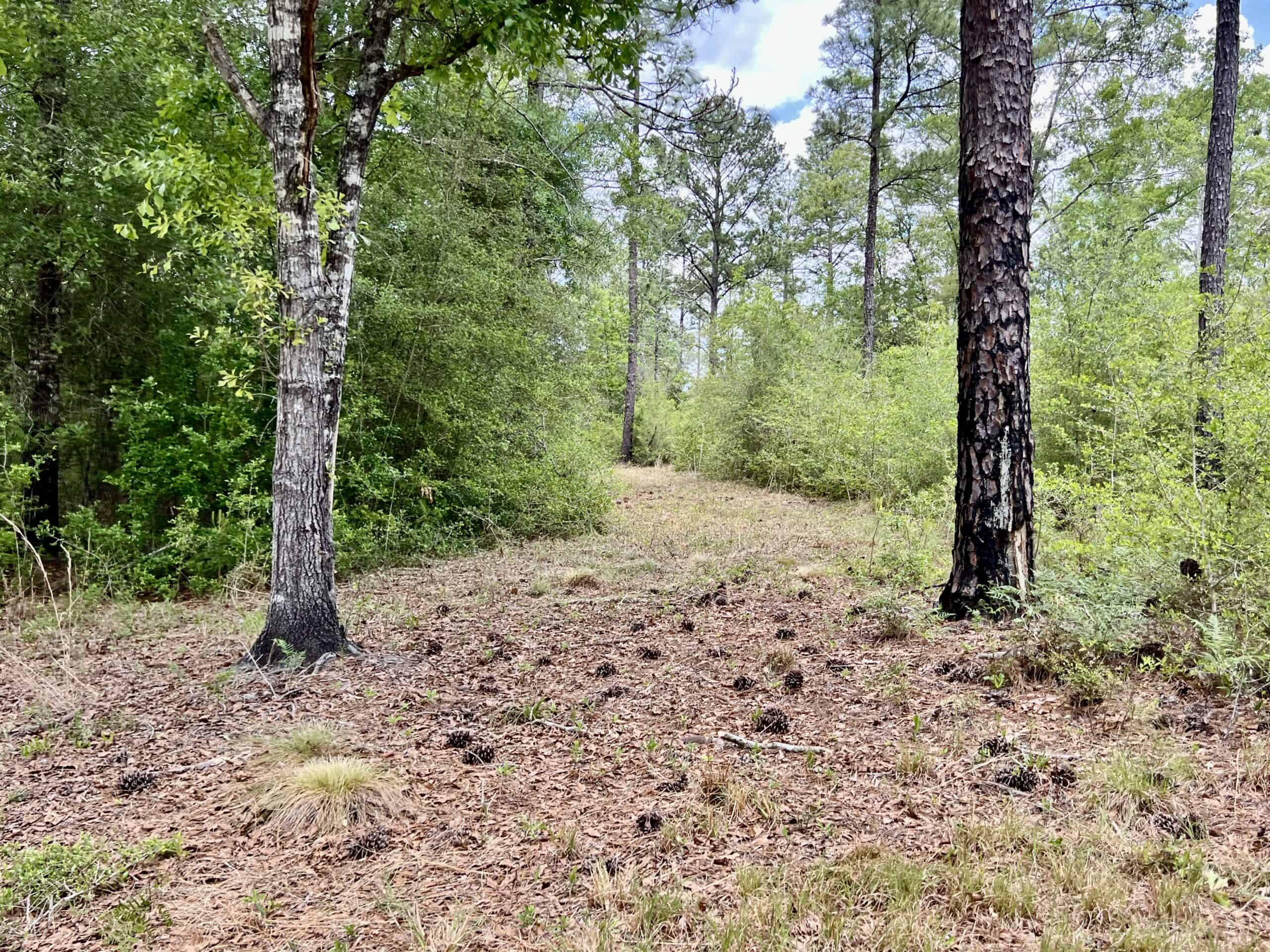 300ac North Florida Farm – Hunting Land & Home for Sale