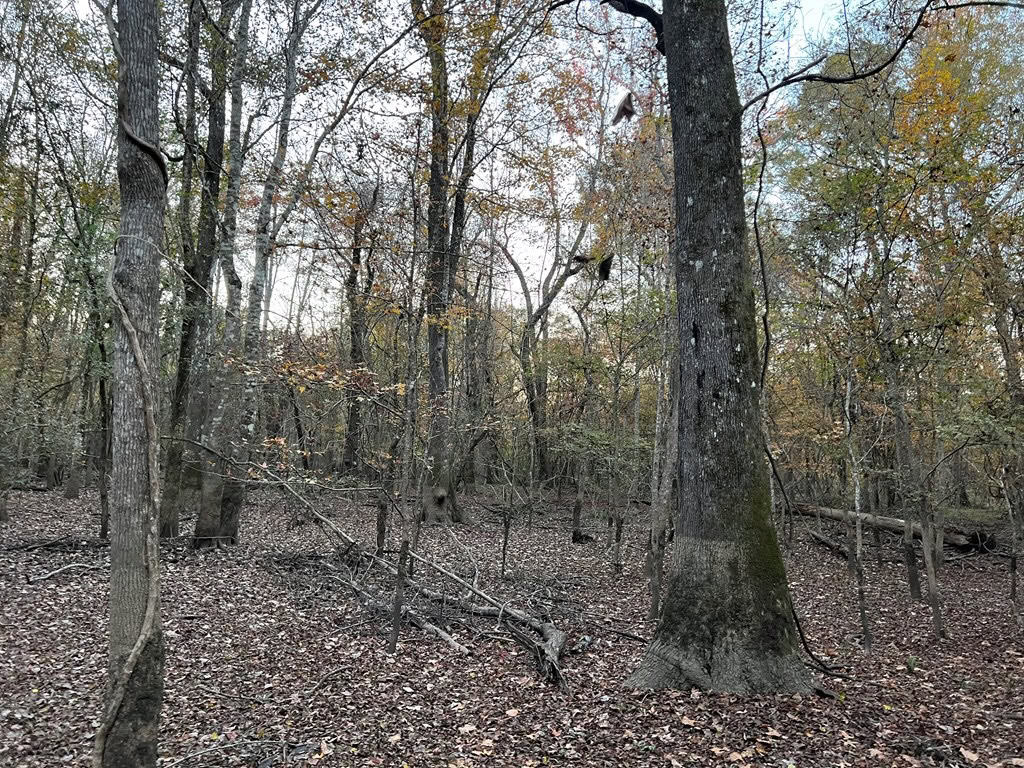 Hunting Land and Camp for Sale on the Pearl River