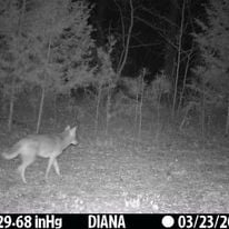 400+ Acres of Hunting and Timber