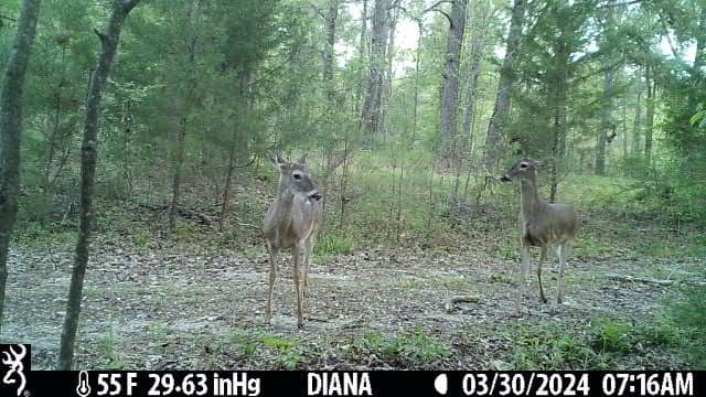 400+ Acres of Hunting and Timber