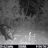 400+ Acres of Hunting and Timber