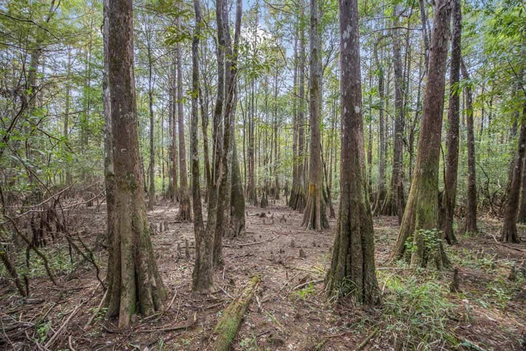 Hunting Land and Camp for Sale on the Pearl River