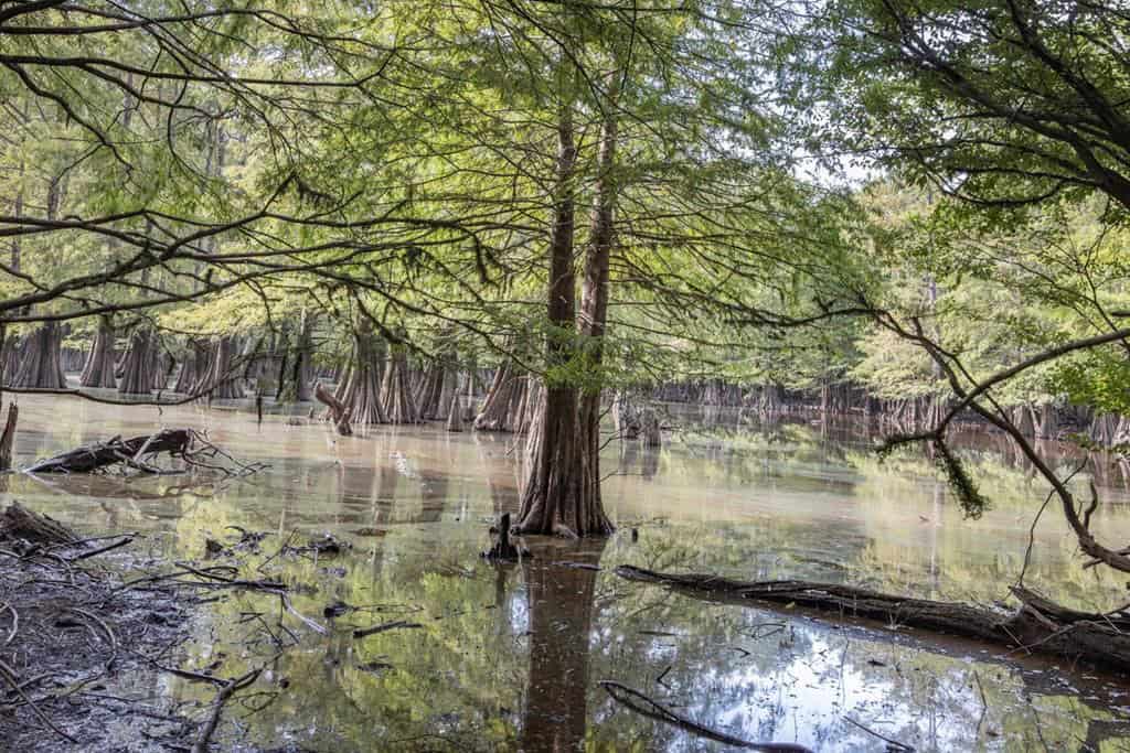 Hunting Land and Camp for Sale on the Pearl River