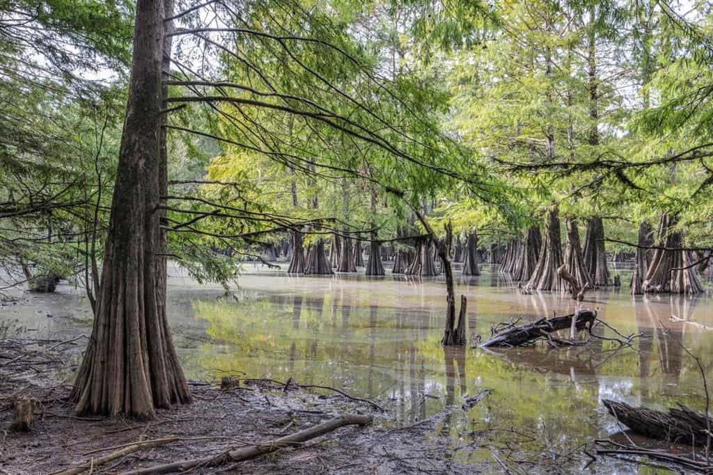 Hunting Land and Camp for Sale on the Pearl River