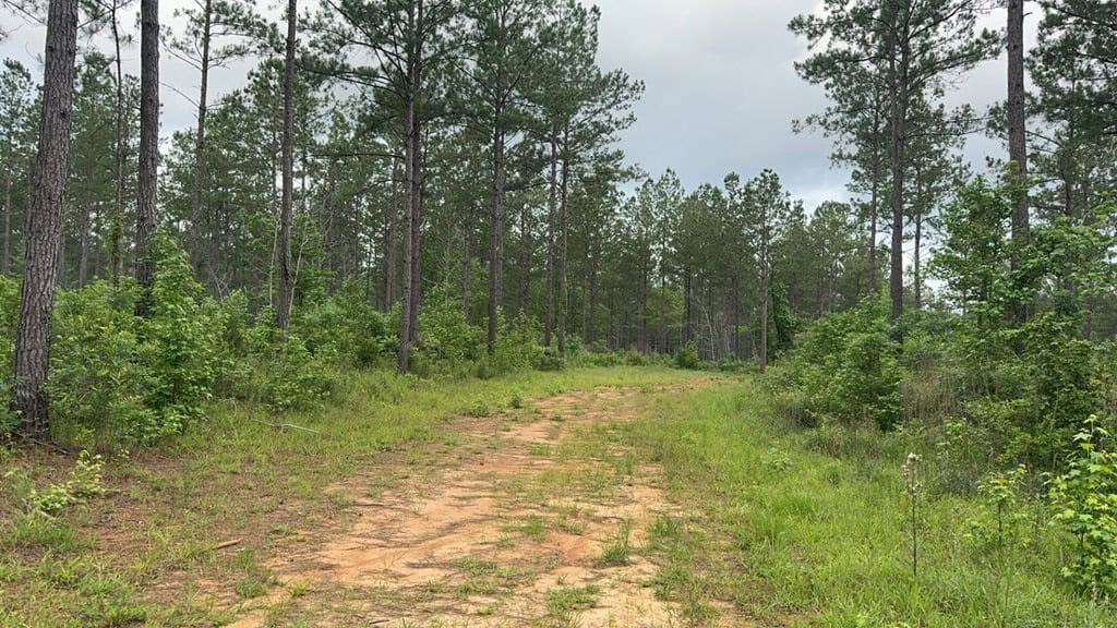 42 Acres Hunting Timberland for Sale Amite County, MS