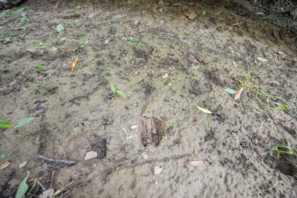 Turn Key Small Hunting Tract in Hinds County