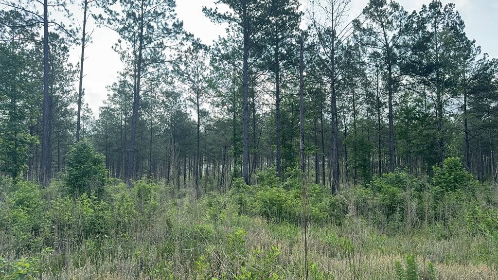 42 Acres Hunting Timberland for Sale Amite County, MS