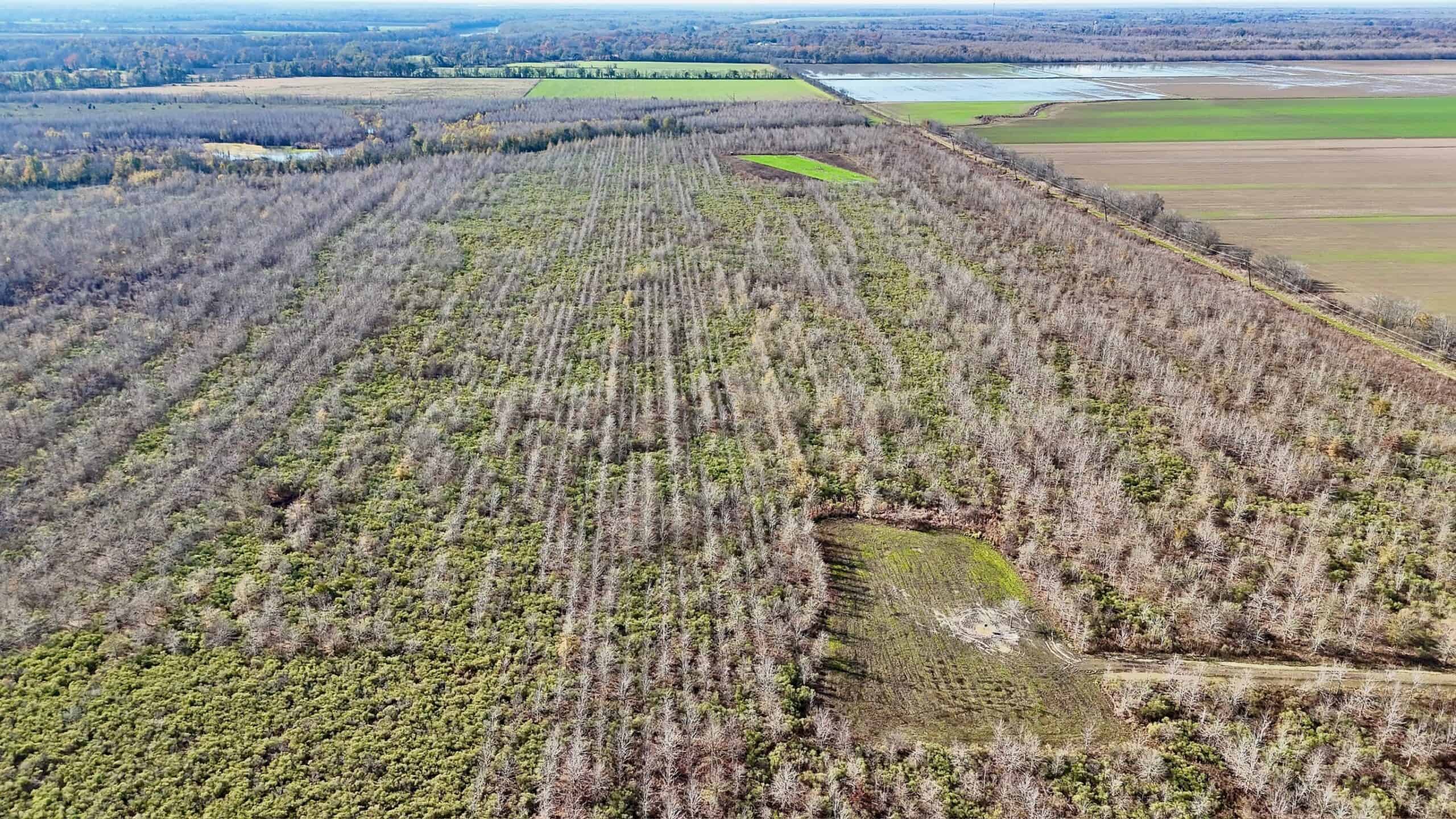 Delta Duck and Deer Hunting Property for Sale