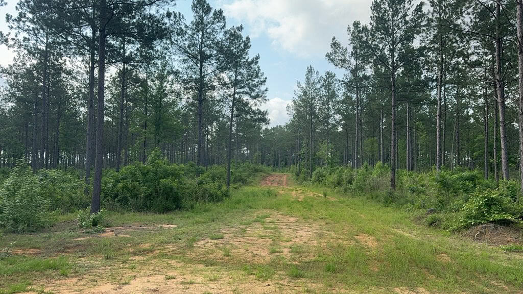 42 Acres Hunting Timberland for Sale Amite County, MS