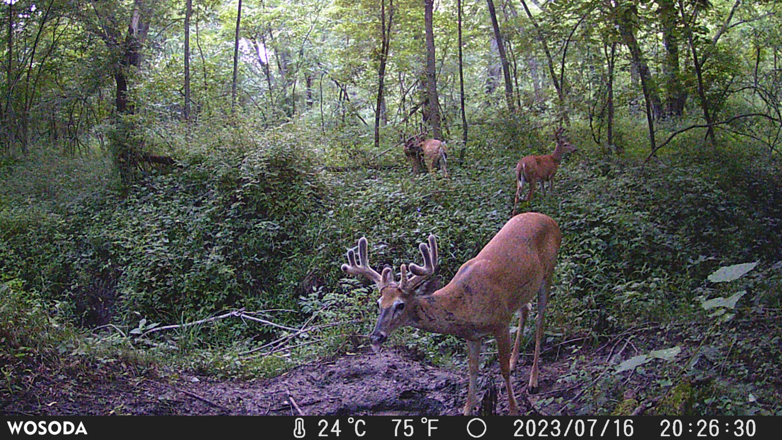 Premier Northern MO Hunting Property FOR SALE