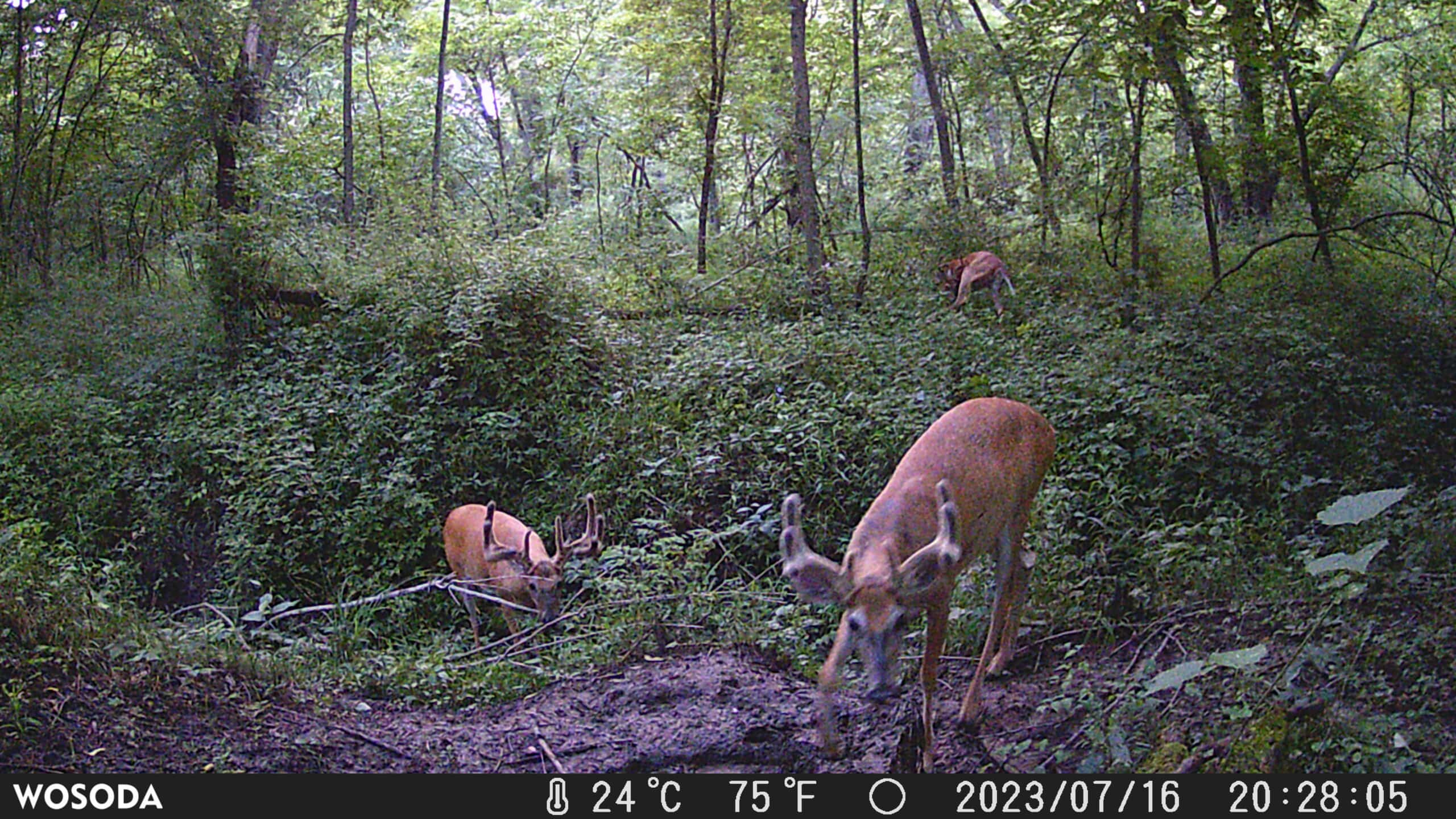 Premier Northern MO Hunting Property FOR SALE