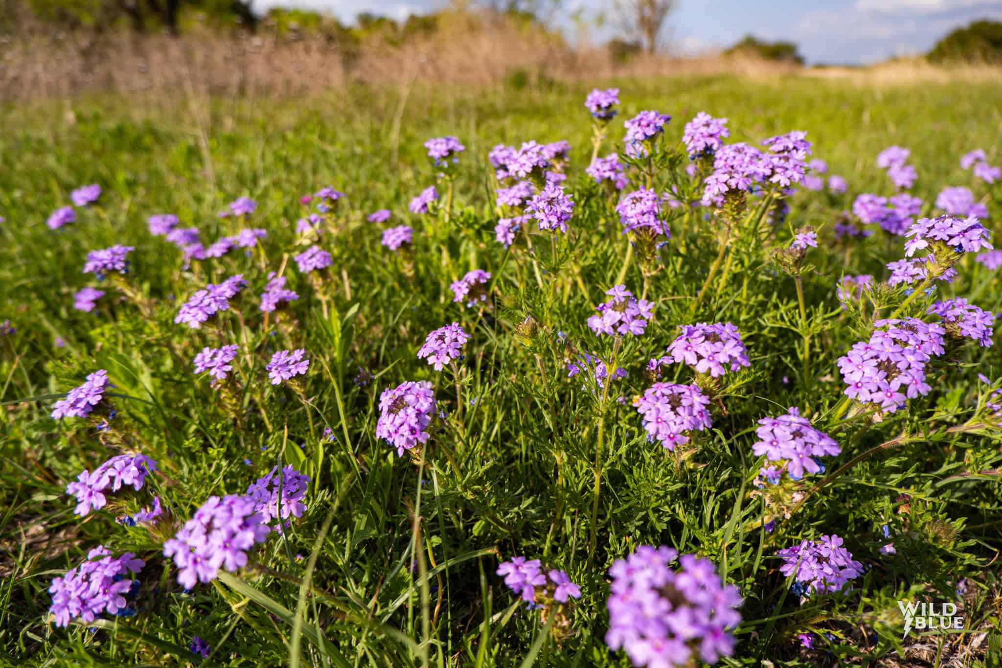 Turn Key Hunting and Recreational Property in Cisco, Texas!