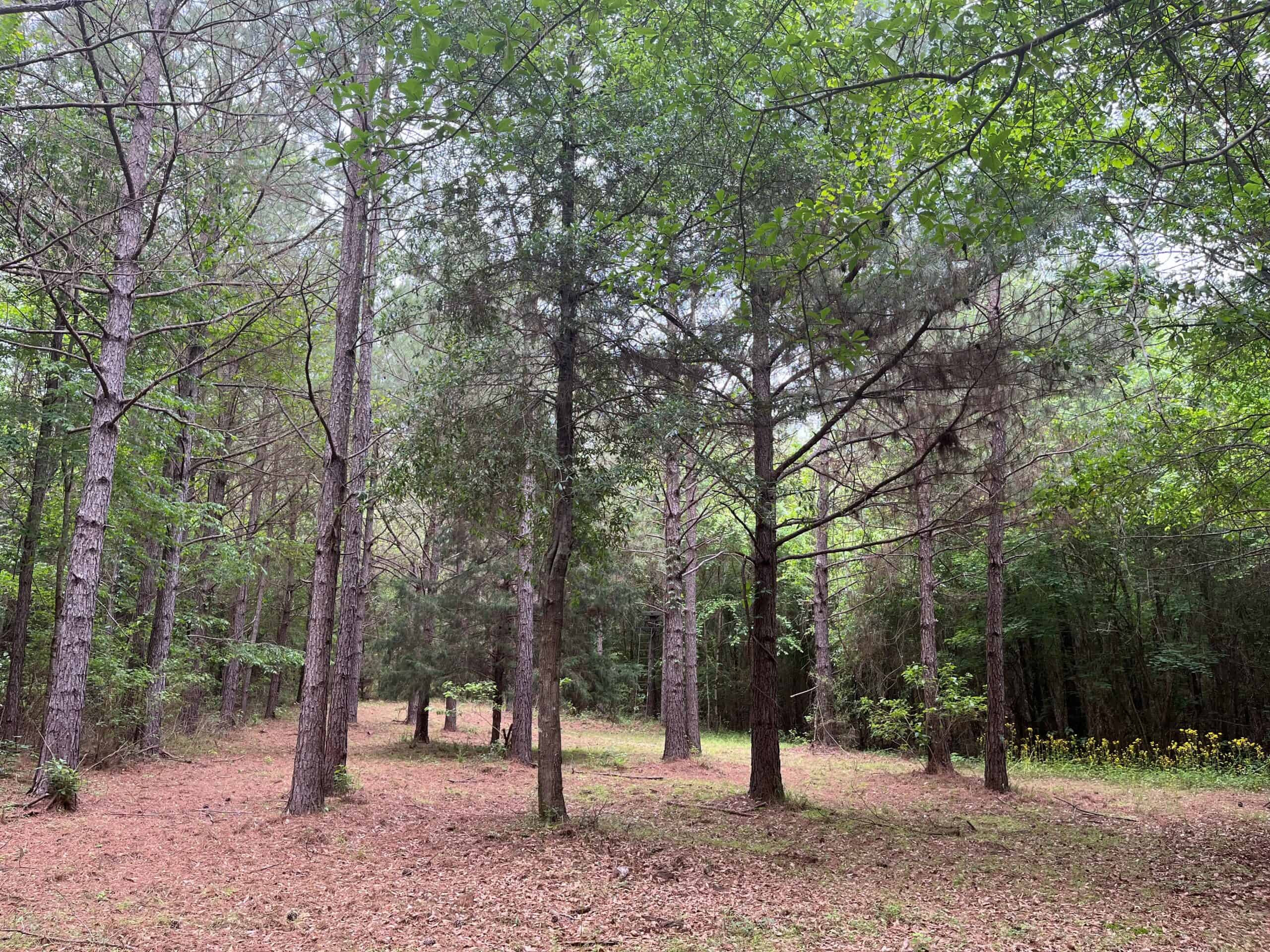 Farmhouse With Land For Sale In Selma, Alabama