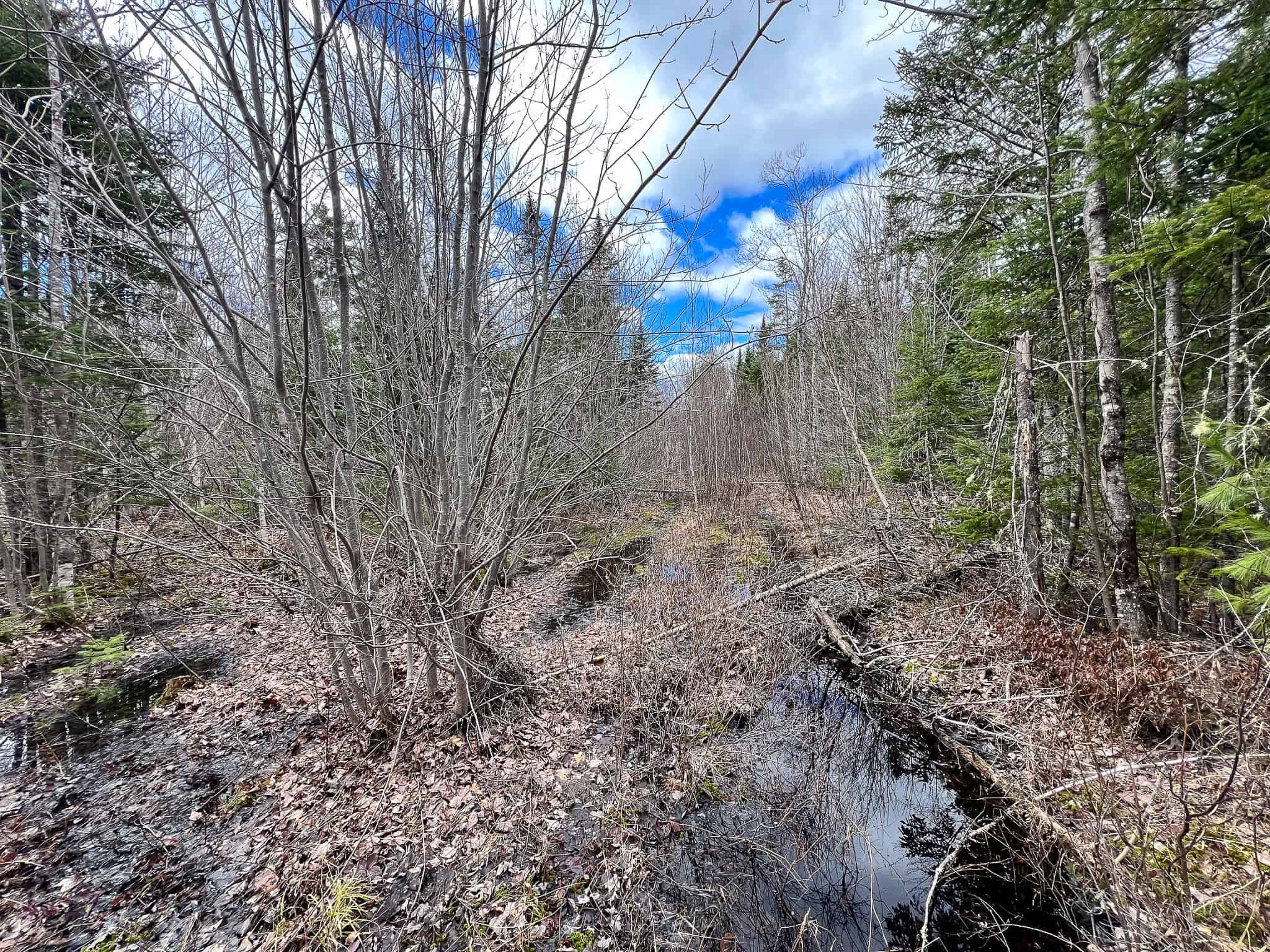 20+ Acres with Brook