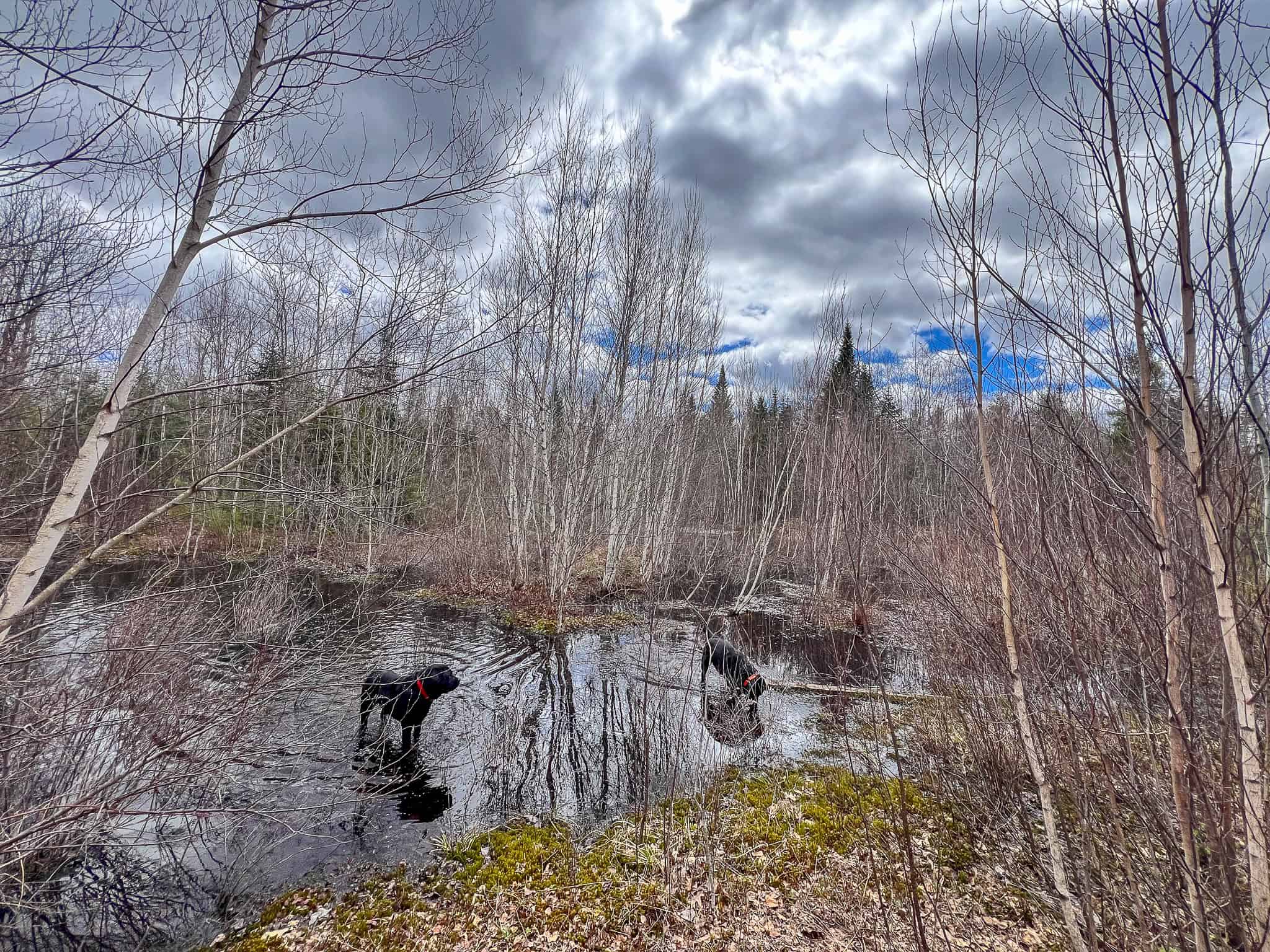 20+ Acres with Brook