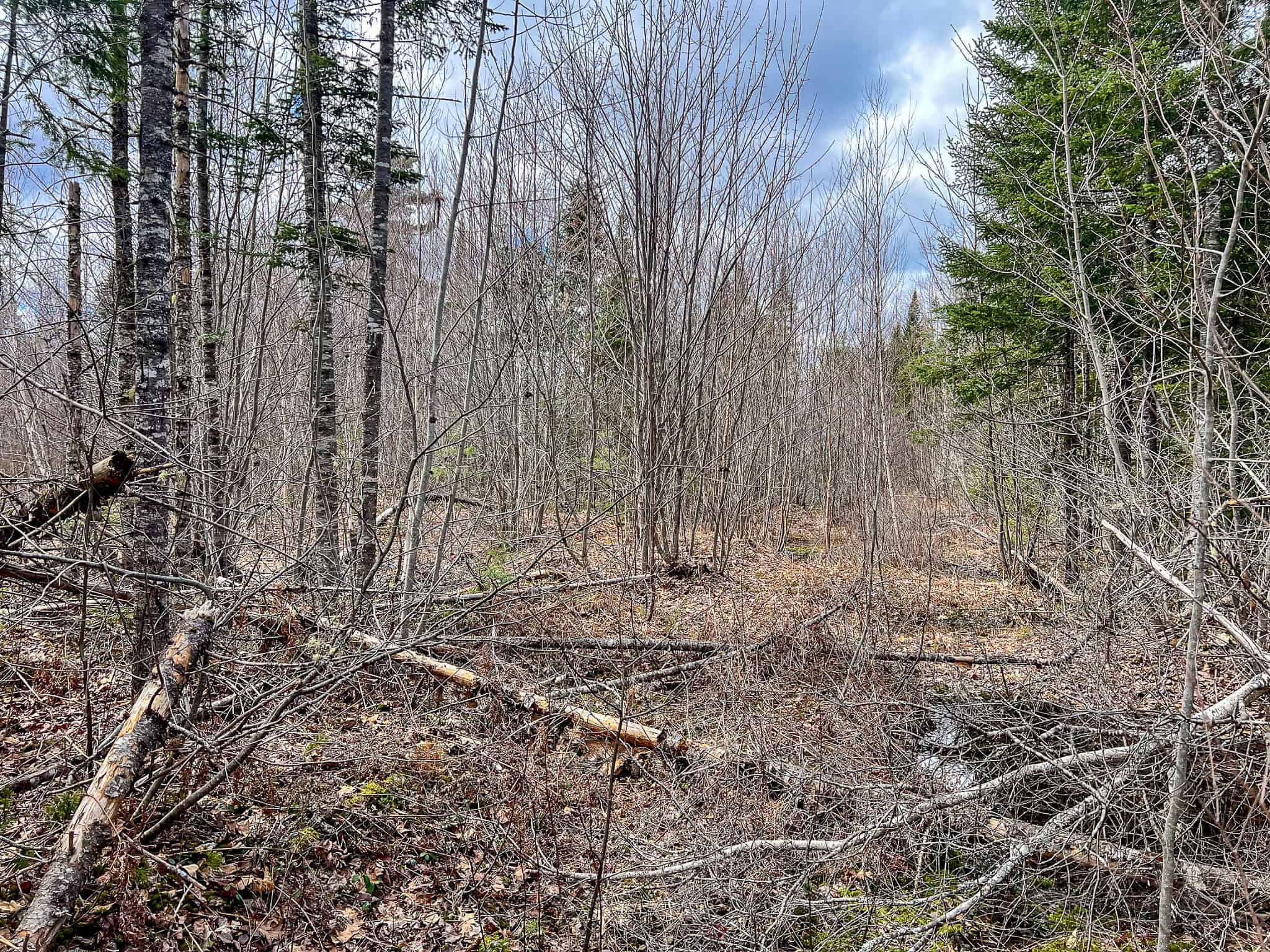 20+ Acres with Brook