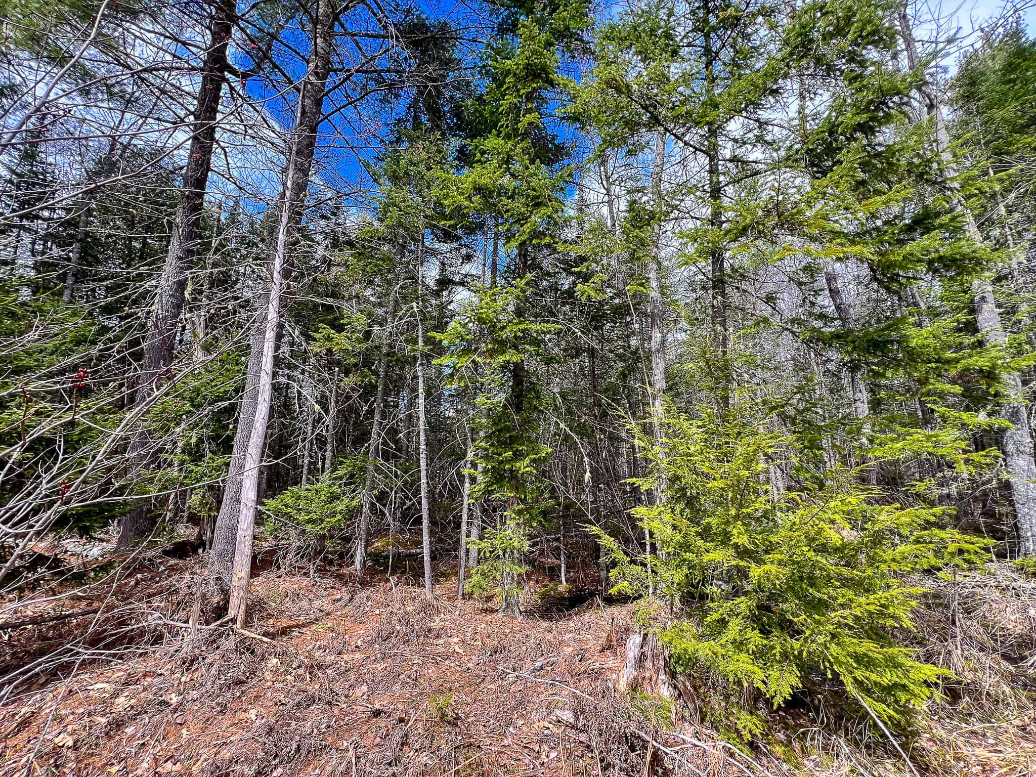 20+ Acres with Brook
