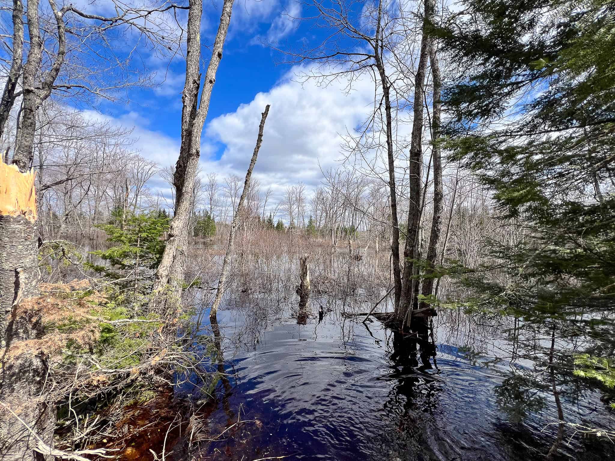 20+ Acres with Brook