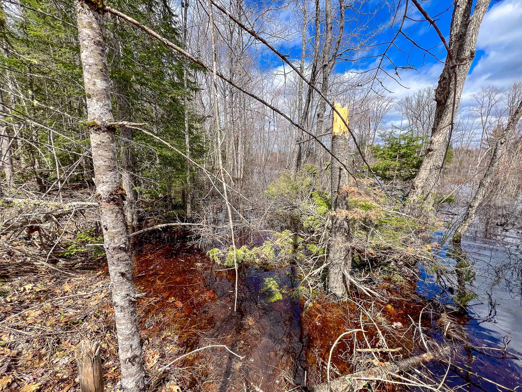 20+ Acres with Brook