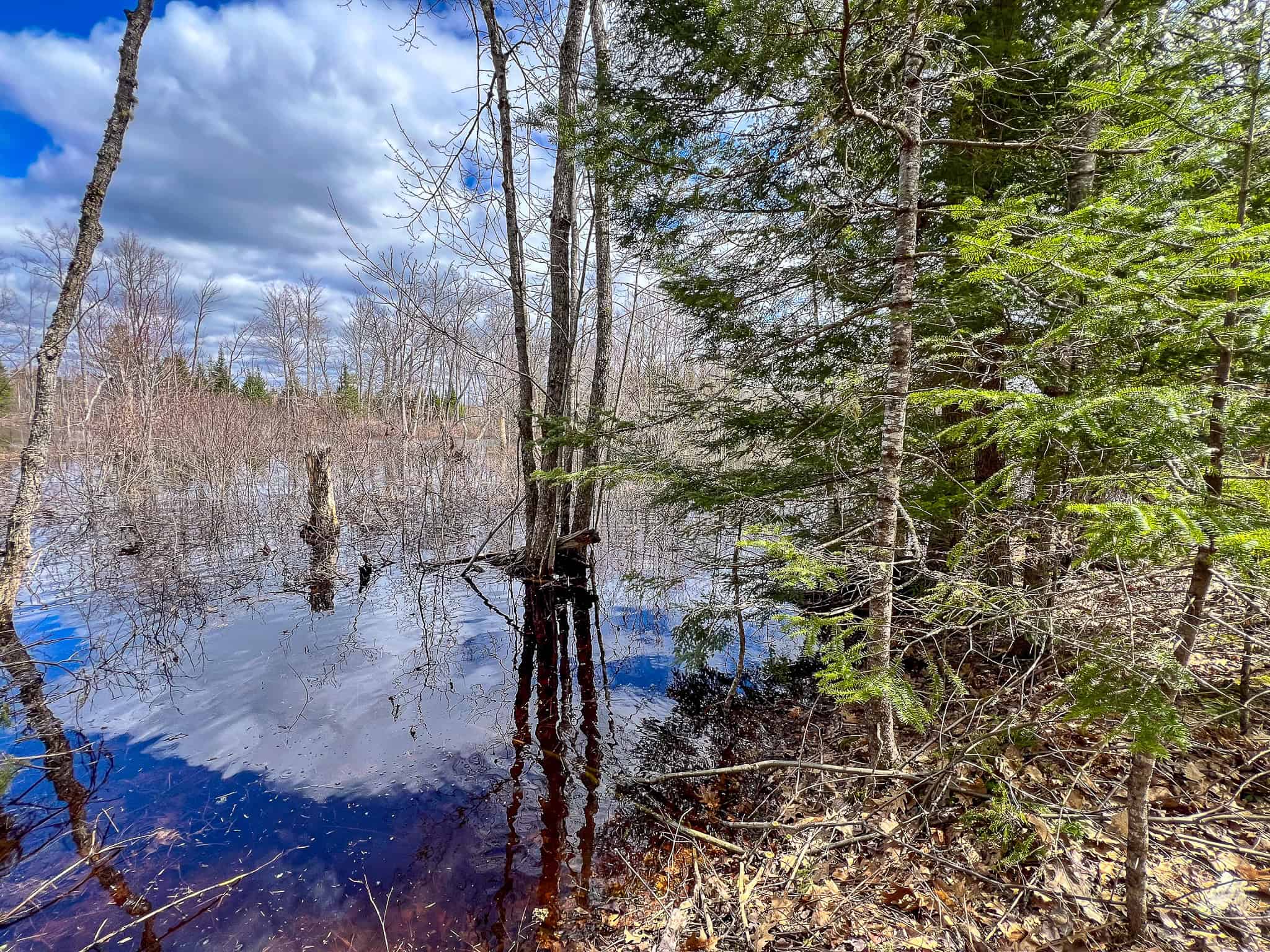 20+ Acres with Brook