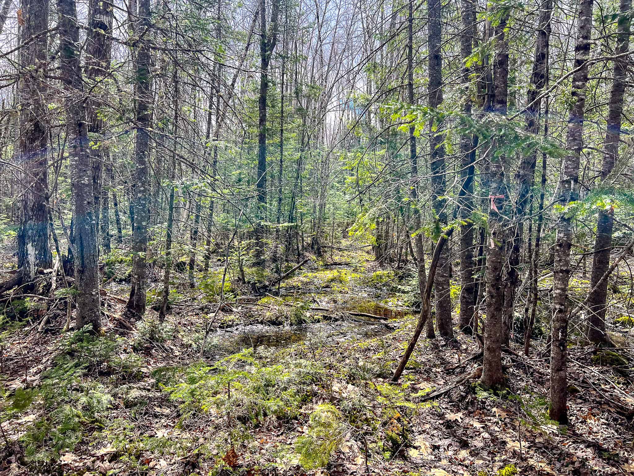 20+ Acres with Brook