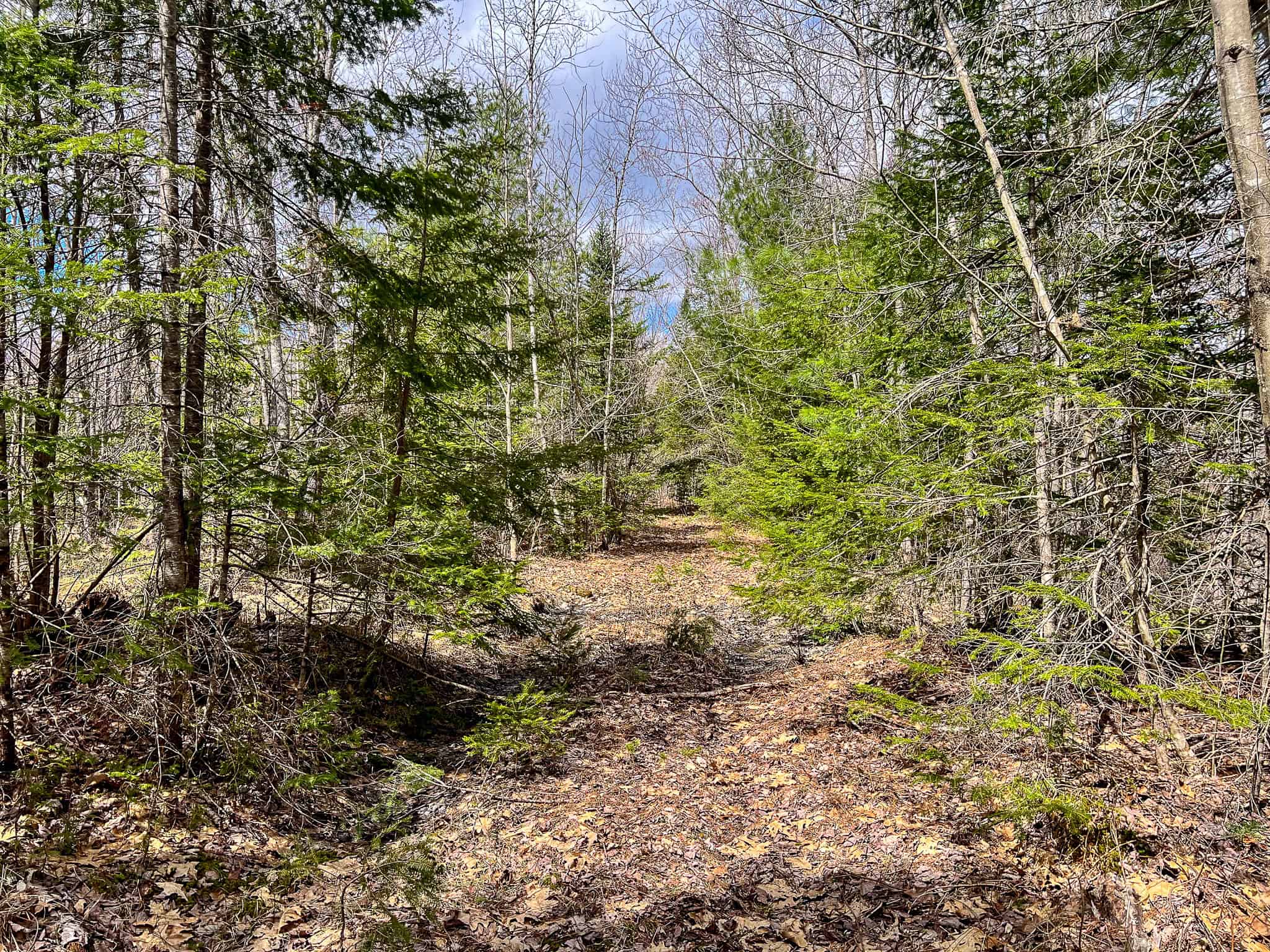 20+ Acres with Brook