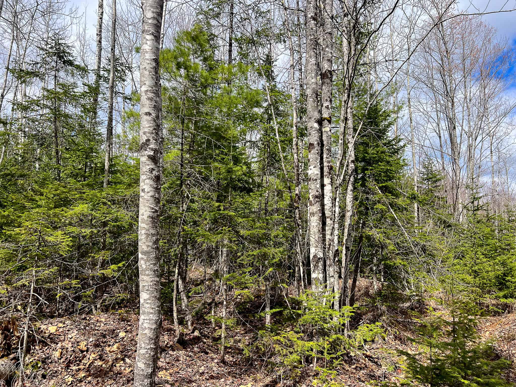 20+ Acres with Brook