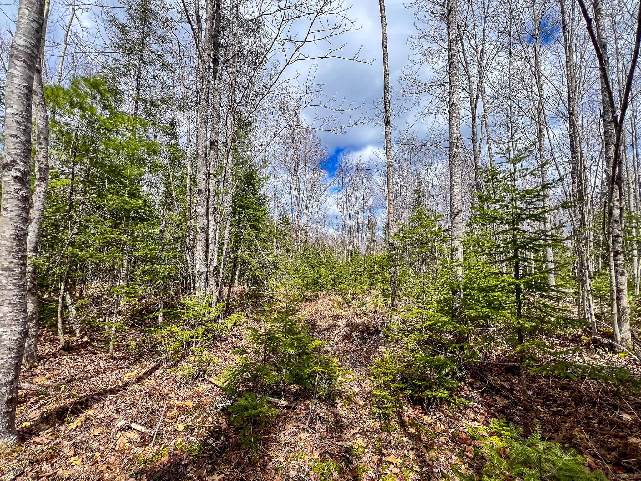 20+ Acres with Brook