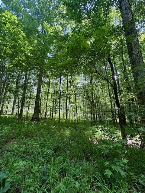 The Shag Bark Tract