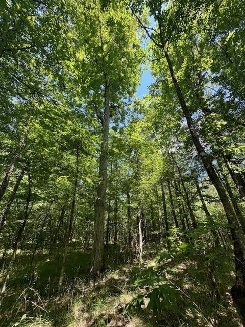 The Shag Bark Tract
