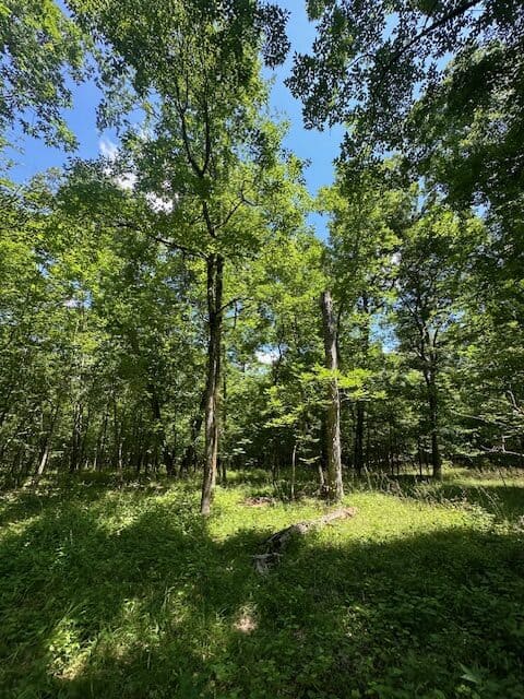The Shag Bark Tract