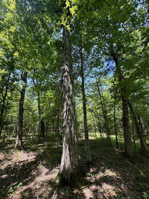The Shag Bark Tract