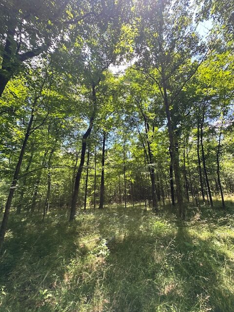 The Shag Bark Tract