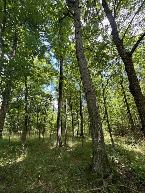 The Shag Bark Tract