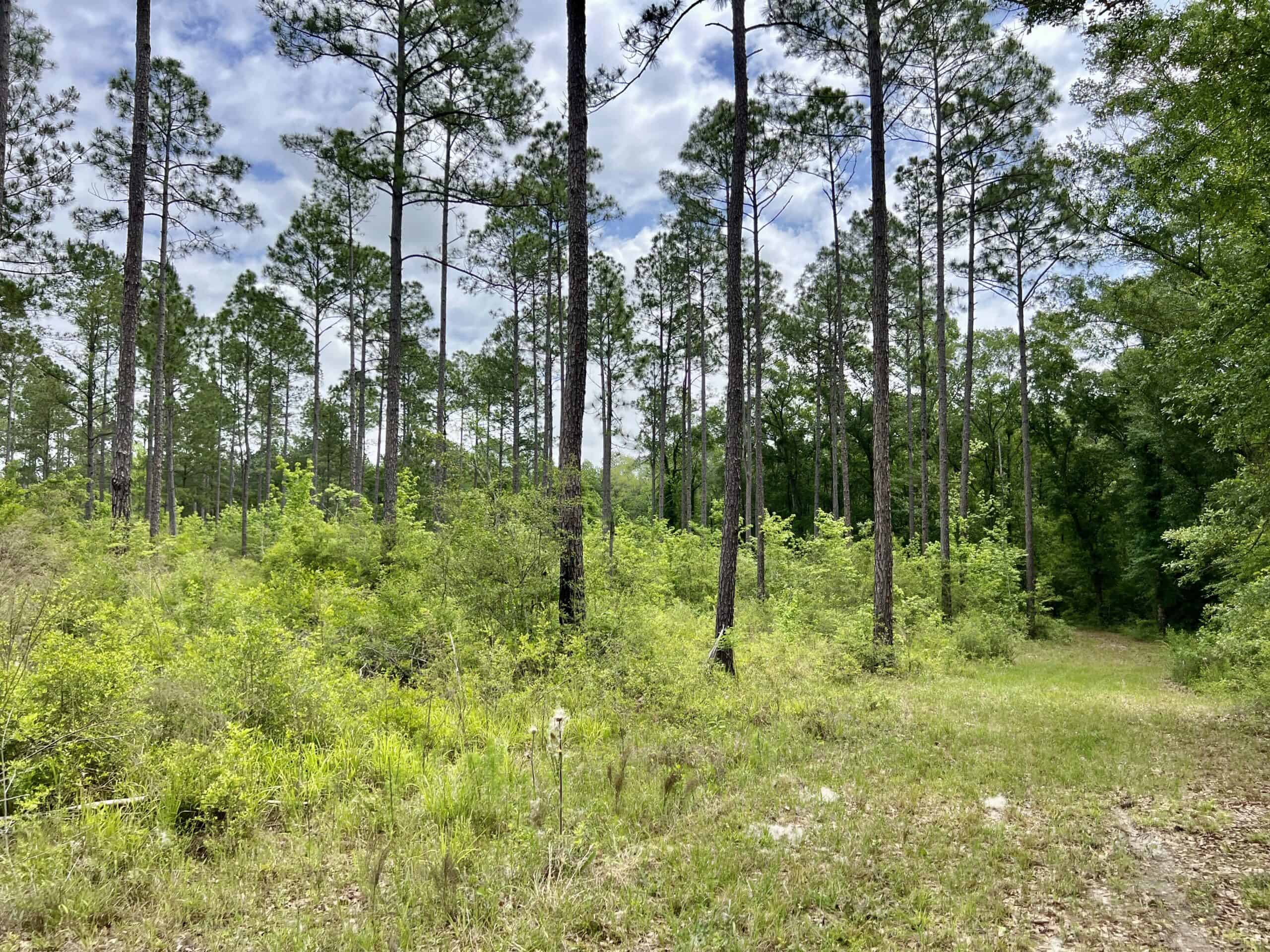 300ac North Florida Farm – Hunting Land & Home for Sale