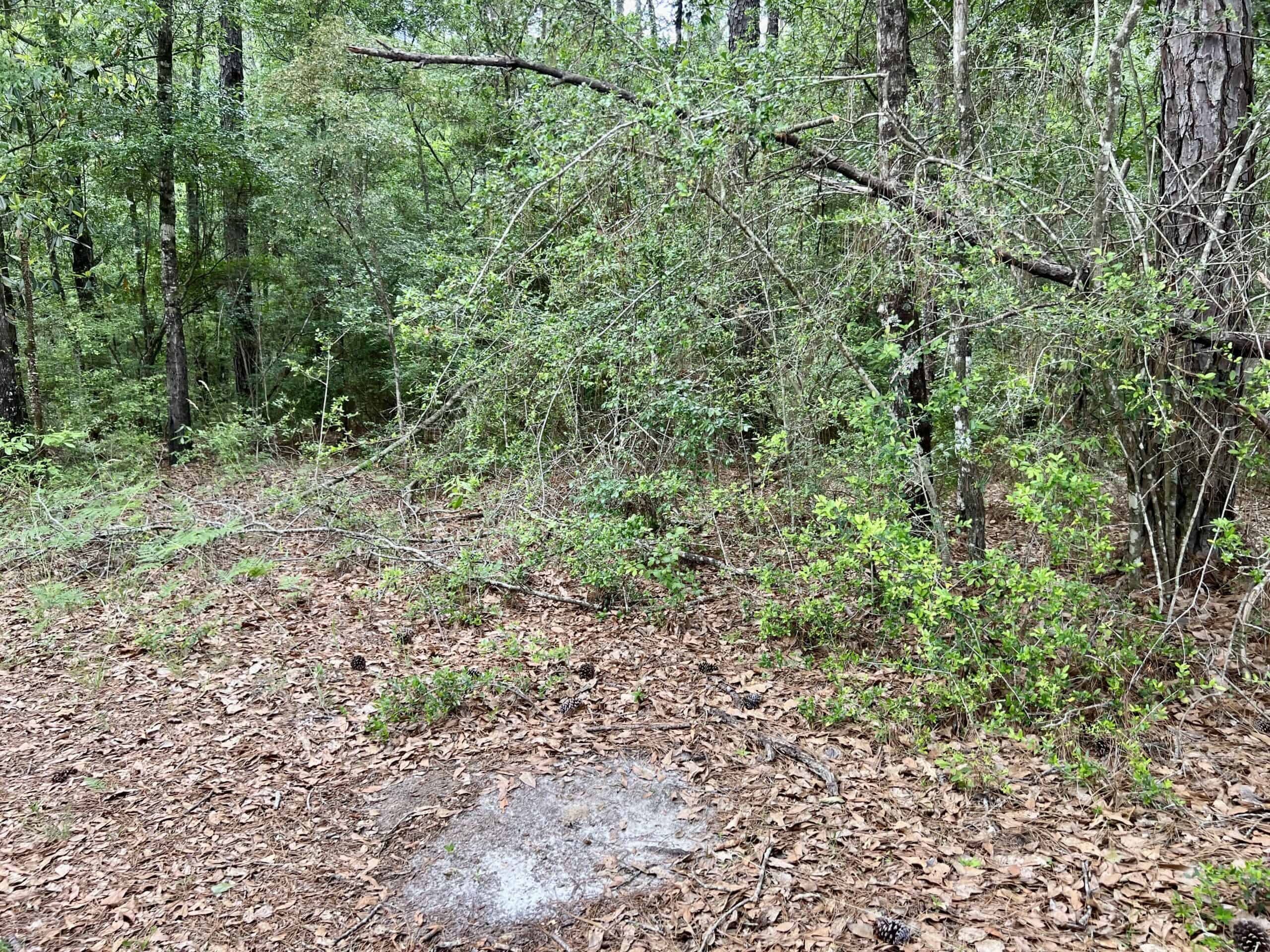 300ac North Florida Farm – Hunting Land & Home for Sale