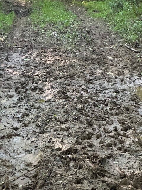 The Cane Ridge Tract